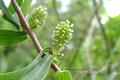 Salix matsudana